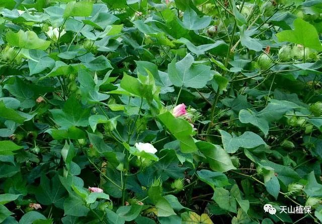 棉花高产技术全解析：从品种选择到采收管理的实战方案