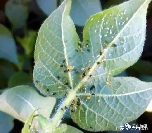 棉花病虫害防治